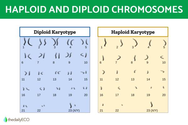 Difference Between Haploid and Diploid Cells - Main differences between haploid and diploid cells