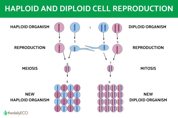 Difference Between Haploid and Diploid Cells - Main similarities between haploid and diploid cells