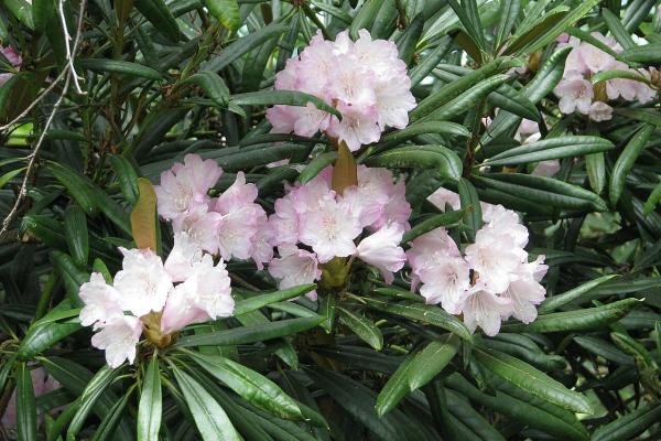 Aazlea Bush Types - Different Kinds of Azaleas - Makino azalea