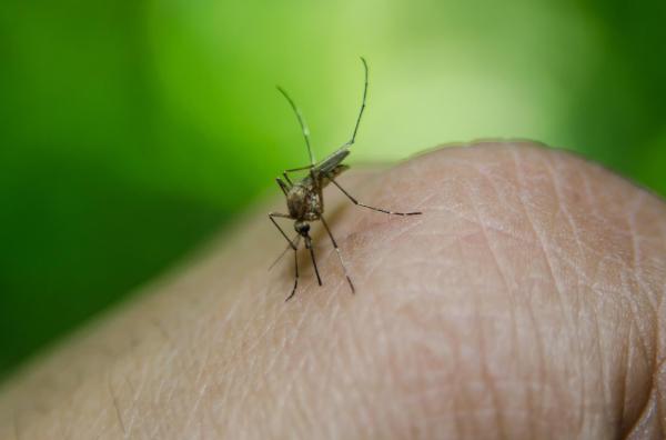 Different Types of Mosquitoes - Mosquito Species - Malaria mosquito (Anopheles quadrimaculatus)