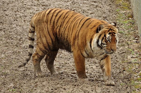 Different Types of Tigers - Living and Extinct Subspecies - Malayan tiger