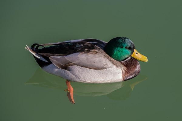 Different Types of Ducks - Mallard (Anas platyrhynchos)