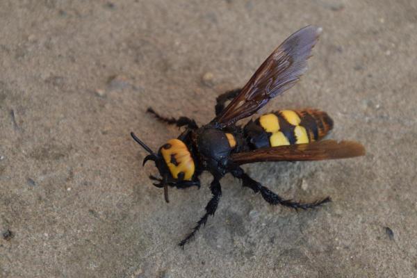Types of Wasps and Hornets in Spain - Mammoth wasp (Megascolia maculata)