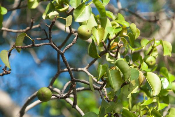 Types of Poisonous Trees - Toxic Trees to Humans - Manchineel (Hippomane mancinella)