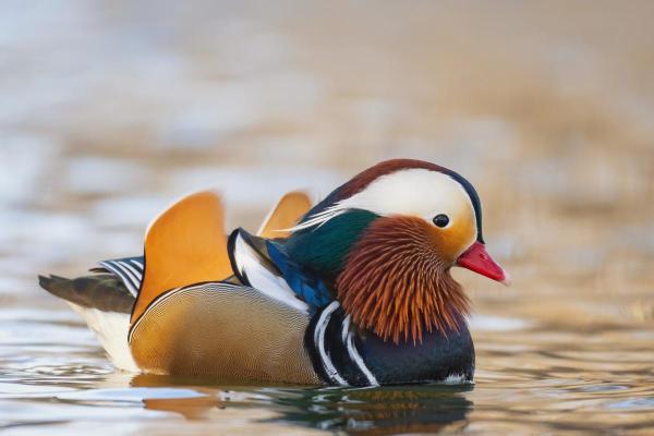 Different Types of Ducks - Mandarin duck (Aix galericulata)