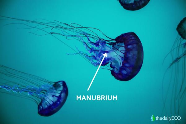 Jellyfish Anatomy - Parts of a Jellyfish - Manubrium