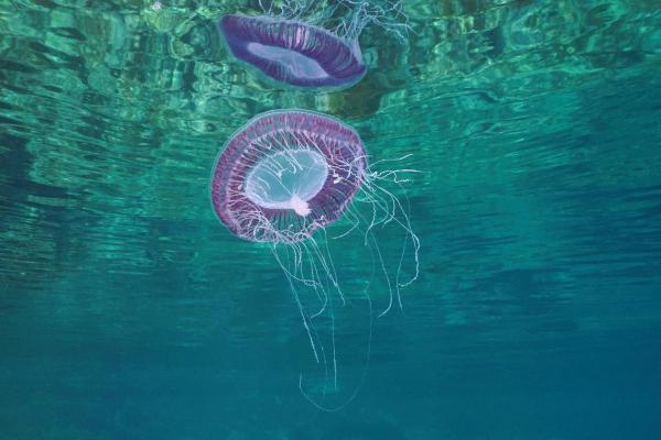 Types of Non-Stinging Jellyfish - Many-ribbed jellyfish