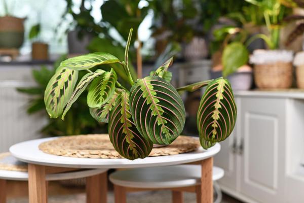 Prayer Plant Care - Maranta Leuconeura - Maranta leuconeura propagation