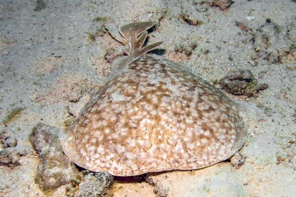 Most Dangerous Animals in Spain - Marbled electric ray (Torpedo marmorata)