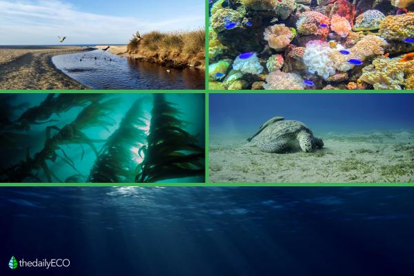 Different Types of Aquatic Biomes - Marine biomes