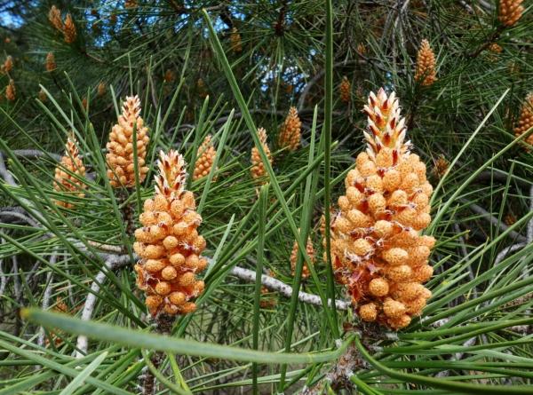 Different Types of Pine Trees - Maritime pine (Pinus pinaster)