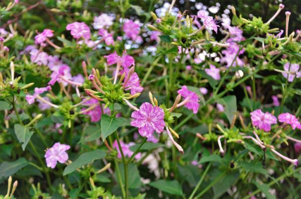 Types of Spring Flower Bulbs - Marvel-of-peru (Mirabilis jalapa)