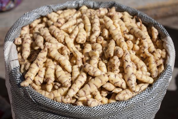What Are Tubers in Plants? - Mashua