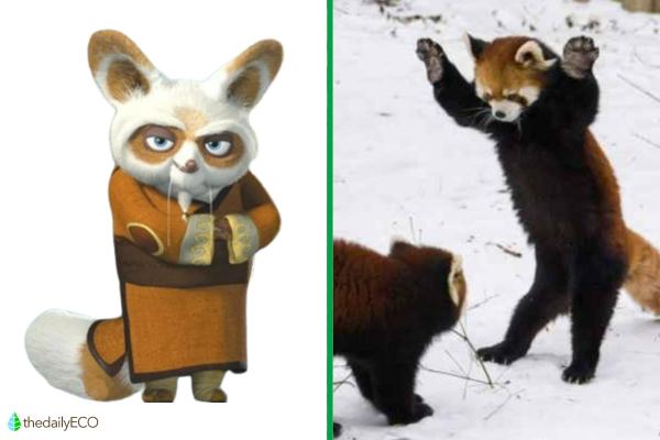 Exploring the Animals of Kung Fu Panda - Master Shifu (Red Panda)