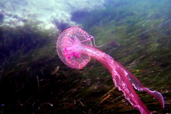 Mediterranean Jellyfish Species - Mauve stinger (Pelagia noctiluca)