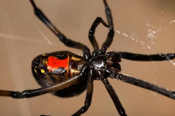 Most Dangerous Animals in Spain - Mediterranean black widow (Latrodectus tredecimguttatus)
