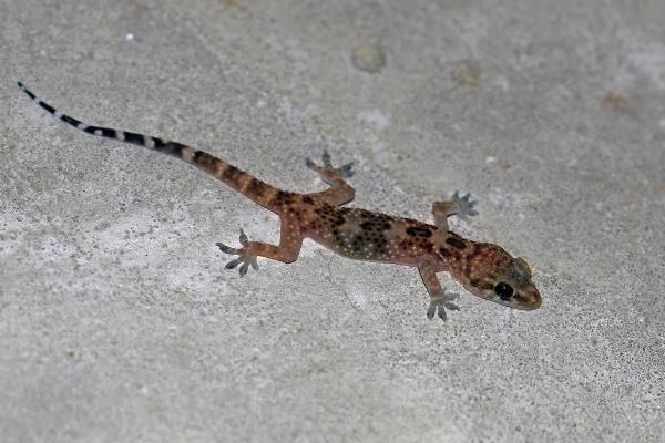 Types of Spanish Lizards - Mediterranean house gecko