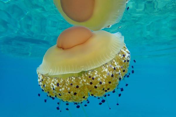 Mediterranean Jellyfish Species - Mediterranean jellyfish (Cotylorhiza tuberculata)