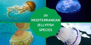 Mediterranean Jellyfish Species