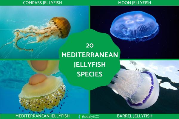 Mediterranean Jellyfish Species