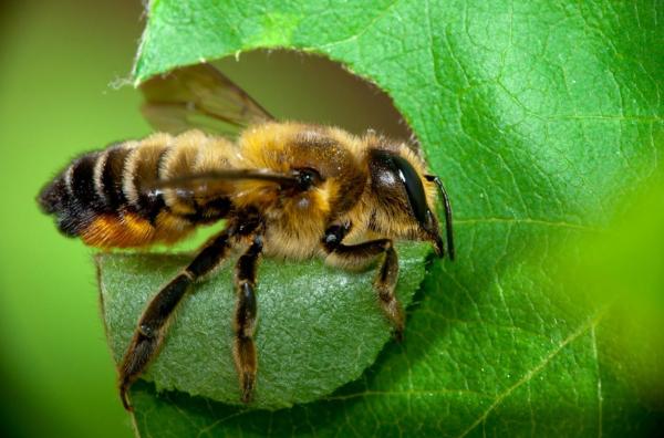 Different Types of Bees - Bee Identification Guide - Megachilidae bees