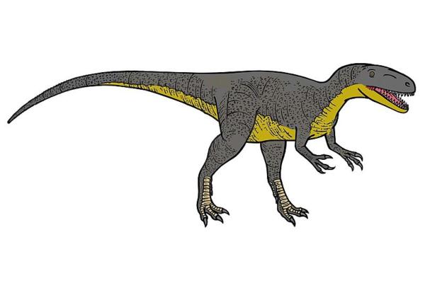 What Dinosaurs Were Found in Spain? - Megalosaurus bucklandi