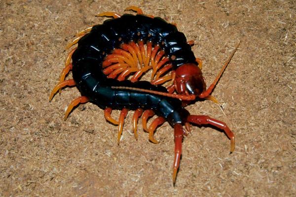 Most Dangerous Animals in Spain - Megarian banded centipede (Scolopendra cingulata)