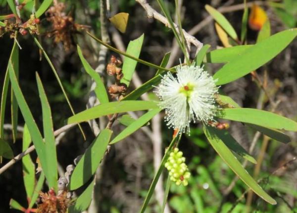 Plants That Absorb Moisture - Melaleuca