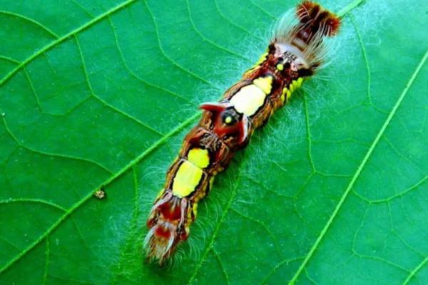 Different Types of Caterpillars - Menelaus blue morpho (Morpho menelaus)