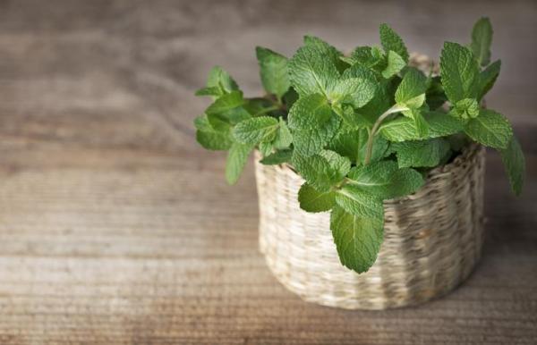 Plants That Absorb Moisture - Mentha