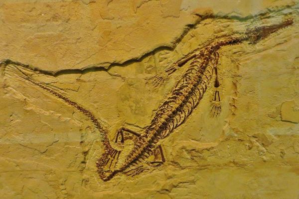 Were There Ocean Dinosaurs? - Mesosaurus spp.