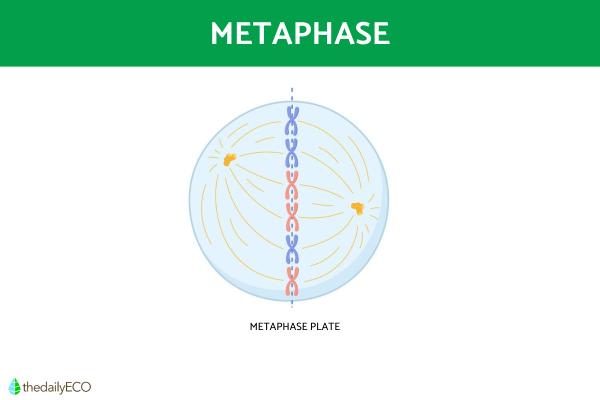 Phases of the Cell Cycle - Summary - Metaphase