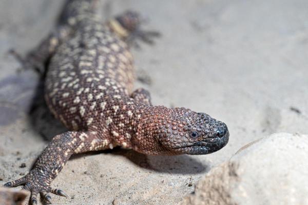 Different Types of Lizards - Mexican beaded lizard