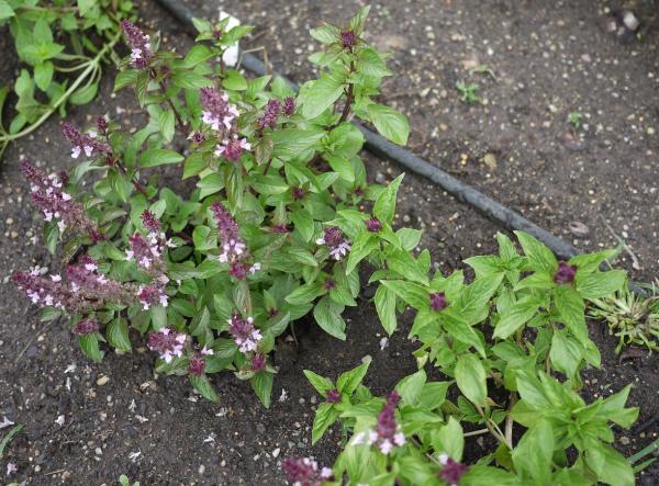 10 Types of Basil - Mexican Cinnamon Basil (Ocimum basilicum 'Cinnamon')