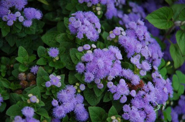 Plants That Repel Mosquitoes - Mexican paintbrush (Ageratum houstonianum)
