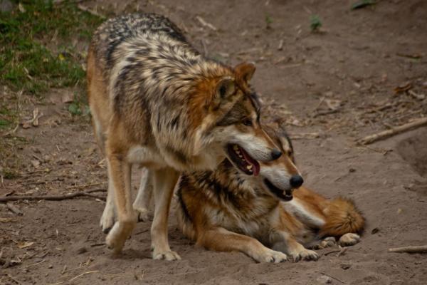 What Are the Different Types of Wolves? - Mexican wolf (Canis lupus baileyi)