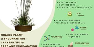 Mikado Plant Care Guide (Syngonanthus chrysanthus)