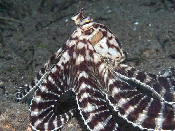 Different Types of Octopus Species - Mimic octopus (Thaumoctopus mimicus)