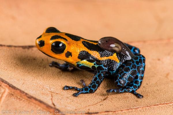Types of Poisonous Frog Species - Mimic poison frog (Ranitomeya imitator)
