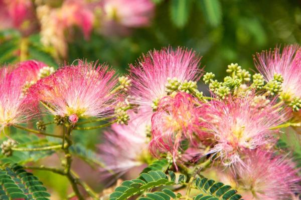 Fruit Trees That Have Pink Flowers - Mimosa (Albizia julibrissin)