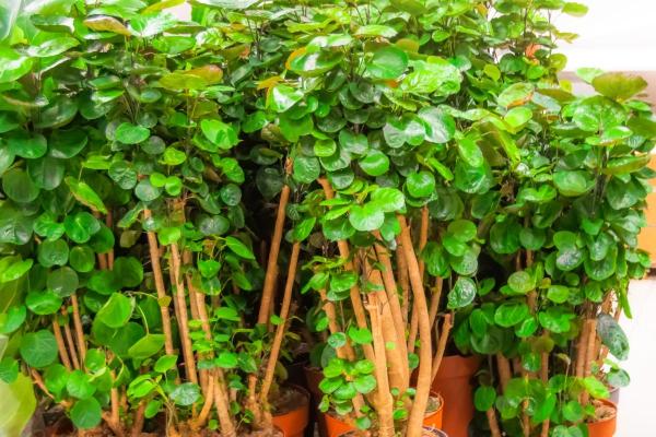 Large and Hardy Indoor Plants - Ming aralia (Polyscias scutellaria 'Fabian')