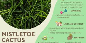 Mistletoe Cactus or Rhipsalis Baccifera Care Guide