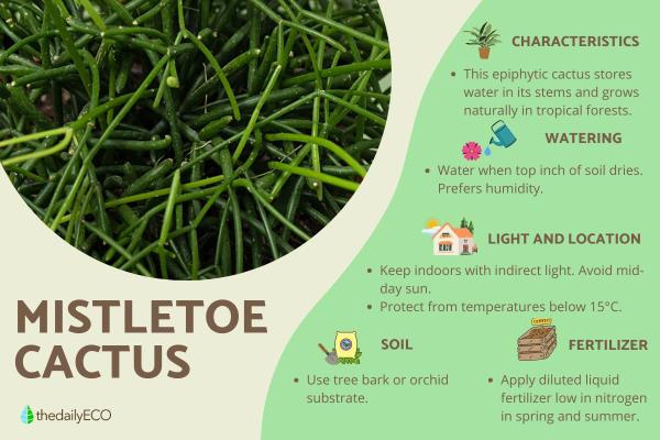 Mistletoe Cactus or Rhipsalis Baccifera Care Guide