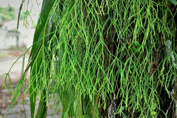 Cactus Without Spines - Spineless Cactus Types - Mistletoe cactus (Rhipsalis baccifera)