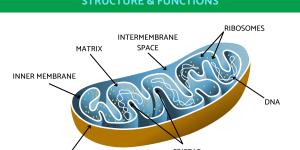 Mitochondria Structure and Function With Diagrams