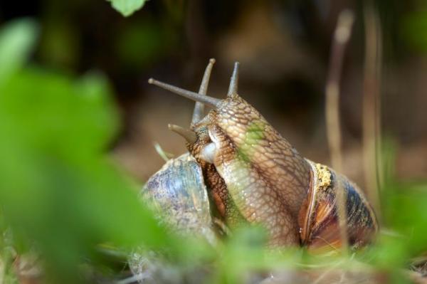 Invertebrate Animals - Examples and Characteristics - Mollusks
