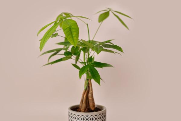 Large and Hardy Indoor Plants - Money tree (Pachira aquatica)