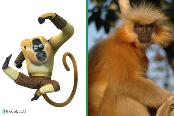 Exploring the Animals of Kung Fu Panda - Monkey (Gee's Golden Langur)