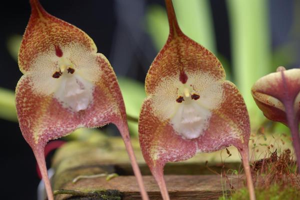 The Rarest Orchids in the World - Monkey orchid (Dracula simia)
