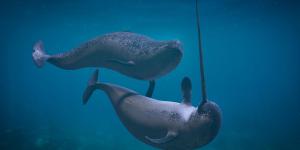 Monodontids - Beluga and Narwhal